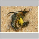 Andrena barbilabris - Sandbiene 11a Paarung 10mm Sandgrube Niedringhaussee.jpg